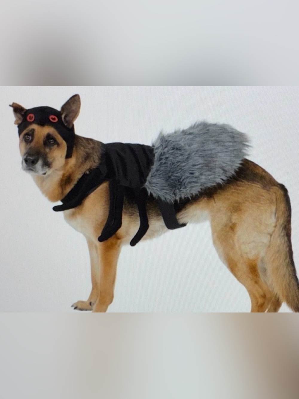 Vibrant Life Black Spider Halloween Dog Costume Large 50-90 Lbs Pet Costume NEW